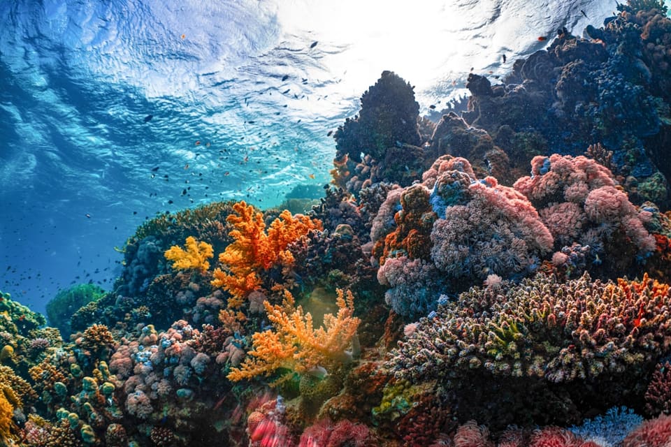 Colorful coral reef underwater